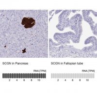 Anti-SCGN antibody produced in rabbit