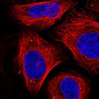 Anti-SEMA3A antibody produced in rabbit 