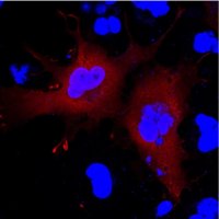 Anti-Serpin B9 Antibody, clone 7D8 