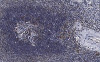Anti-Serpin B9 Antibody, clone 7D8 