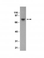 Anti-SH3KBPI Antibody, clone 179.1.E1 