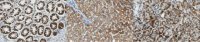 Anti-SHMT Antibody, clone 4D2.1 