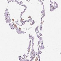 Anti-SIGLEC1 antibody produced in rabbit 