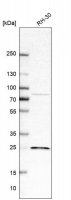 Anti-SIKE1 antibody produced in rabbit 