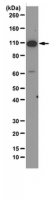 Anti-SIRT1 Antibody, clone 10E4 