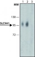 Anti-SLC9A1 antibody produced in rabbit 