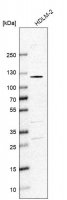 Anti-SMARCAL1 antibody produced in rabbit