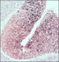 Anti-SNAP-25 antibody produced in rabbit 