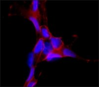 Anti-SNAP-25 antibody produced in rabbit