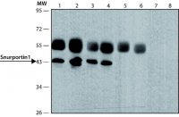 Anti-Snurportin 1 (N-terminal) antibody produced in rabbit 