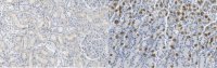 Anti-sodium/hydrogen exchanger 3 Antibody, clone 3H3 