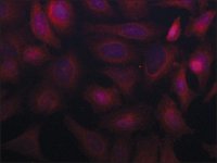 Anti-SORBS2 (C-terminal) antibody produced in rabbit 