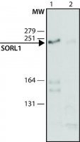 Anti-SORL1 (C-terminal) antibody produced in rabbit 