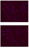 Anti-SOX-2 Antibody 