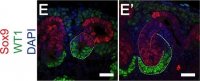 Anti-Sox9 Antibody 