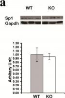 Anti-Sp1 Antibody 