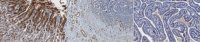 Anti-SPMD3 (nSMase2) Antibody, clone 14G5.1 