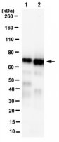 Anti-SPMD3 (nSMase2) Antibody, clone 14G5.1