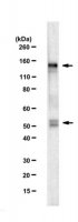 Anti-SREBP-1 Antibody, clone 2A4 