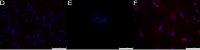 Anti-Stage-Specific Embryonic Antigen-1 Antibody, clone MC-480 