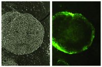 Anti-Stage-Specific Embryonic Antigen-1 Antibody, clone MC-480