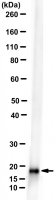 Anti-Strep-Tag Antibody, clone C23.21 
