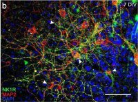 Anti-Substance P Receptor antibody produced in rabbit 