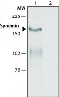 Anti-Synemin (C-terminal region) antibody produced in rabbit 