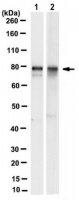 Anti-TAB-2 Antibody, clone 1D5.2 