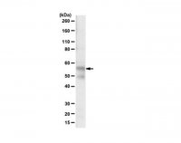 Anti-Tau (TauC4 Antibody, 354-369) 
