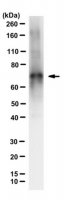 Anti-Tau Antibody, clone 2A1-2E1 