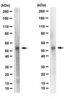 Anti-TAZ Antibody, clone 11 