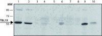 Anti-TBL1X antibody, Mouse monoclonal 