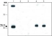 Anti-TBL1X antibody, Mouse monoclonal 