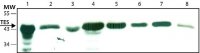 Anti-TES antibody ,Mouse monoclonal 