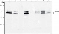 Anti-TFE3 antibody, Mouse monoclonal 
