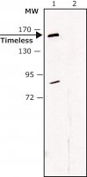 Anti-Timeless (C-terminal) antibody produced in rabbit 