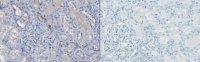 Anti-TIMP-4 Antibody, clone 9:4-7 