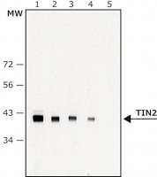 Anti-TIN2 antibody, Mouse monoclonal 