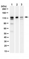 Anti-TKS5 Antibody, clone 9H2.1 