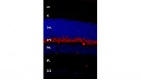 Anti-TMEM16B Antibody, clone 13B8 