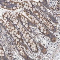 Anti-TMEM199 antibody produced in rabbit