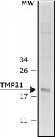 Anti-TMP21 (N-terminal) antibody produced in rabbit 