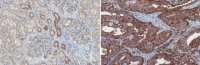 Anti-TMPRSS2 Antibody, clone P5H9-A3 