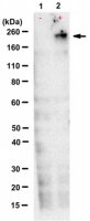 Anti-TNRC6ABC Antibody, clone 7A9 