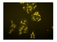 Anti-TRF1 Antibody, clone BED5 57-6 
