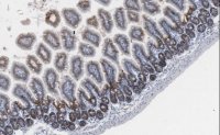 Anti-Tspan-8 Antibody, clone 40/15-1B11-63-76-8 