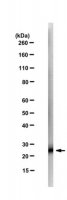 Anti-Tspan8-C Antibody, clone 51/15-8G4-17-42-1 