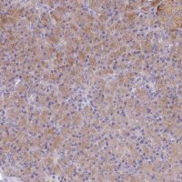 Anti-TYW1B antibody produced in rabbit 