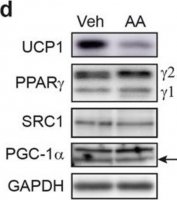Anti-UCP-1 antibody produced in rabbit 